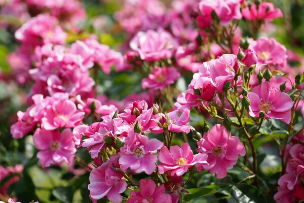 Fleurs roses. Buisson avec des fleurs roses