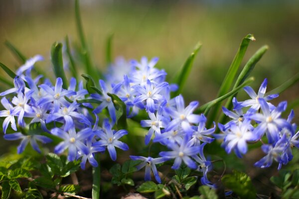 Unscheinbare erste Frühlingsblume