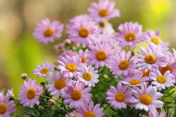 Macro de fleurs de camomille rose