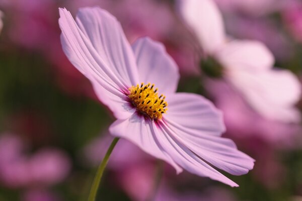 Foto macro di un fiore rosa