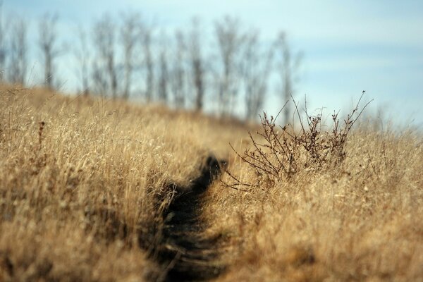 The soothing beauty of the field road