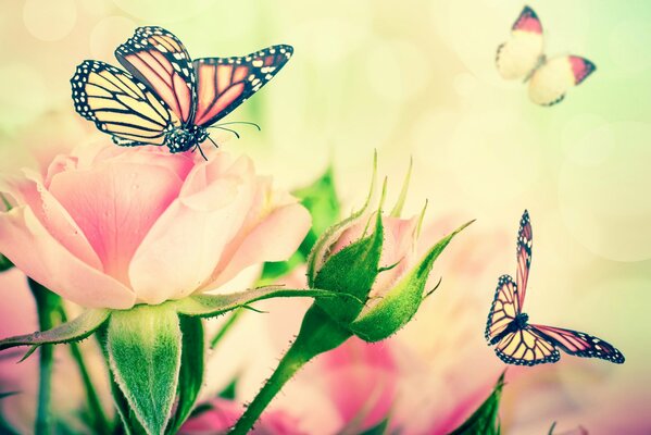 Bourgeons de roses délicates avec des papillons à la vapeur