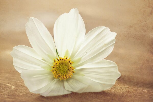 Weiße Blume auf brauner Oberfläche