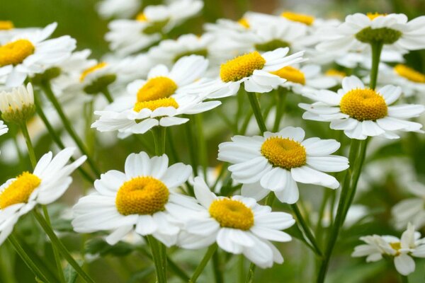 Summer. chamomile bouquets on the grass