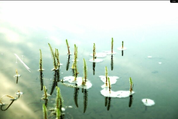 Beautiful image of water with plants