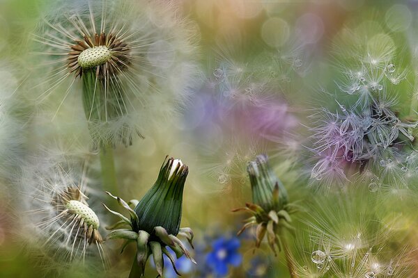 Macro photography. Photo of a lush dandelion