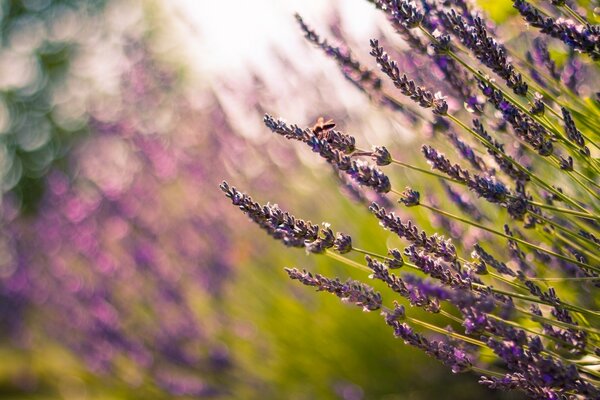 Lavanda in campo con sfondo sfocato