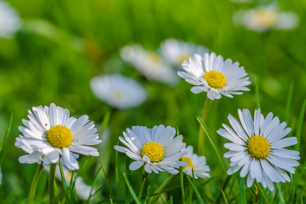 Gänseblümchen und Gras auf dem Hintergrund einer verschwommenen Wiese