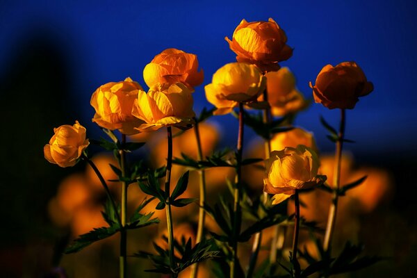 Yellow flowers in natural light