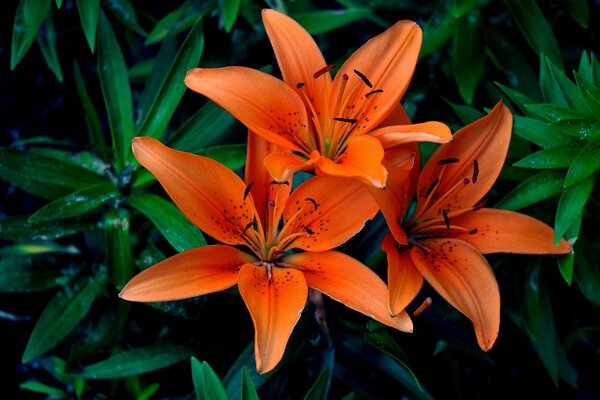 Orange lily with leaves in macro photography