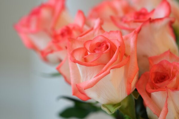 White coral rosebuds are gathered in a bouquet