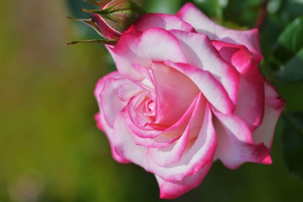 The rose is tender. The color and background match perfectly. Harmony of mood