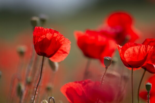 Coquelicots de feu dans le champ. Macro. Été