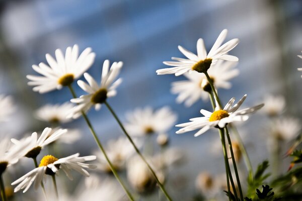 Macro fotografía de flores de manzanilla en el campo