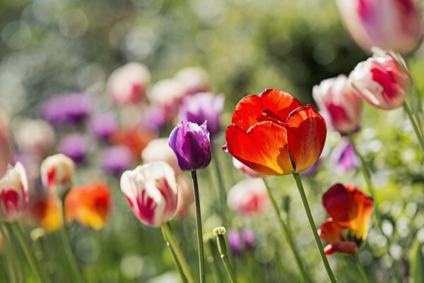 Tulipanes en el macizo de flores-primavera en la Ducha