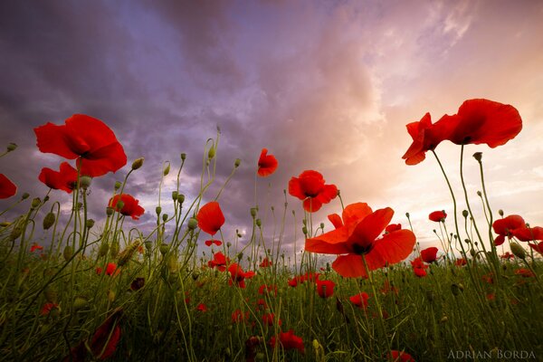 Poppy field, summer sunset in the field