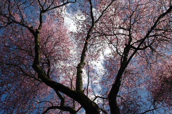 Sky background, trees with purple flowers