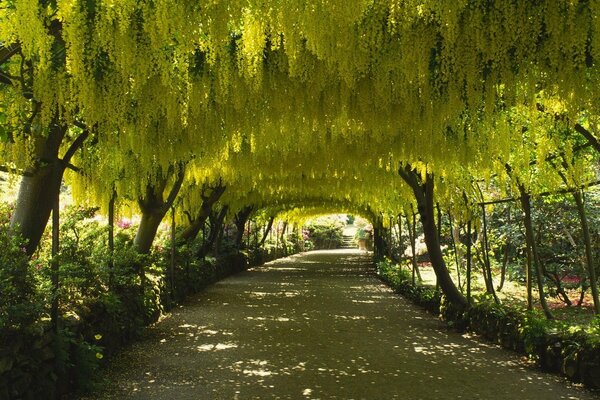 The road is covered with flowering trees