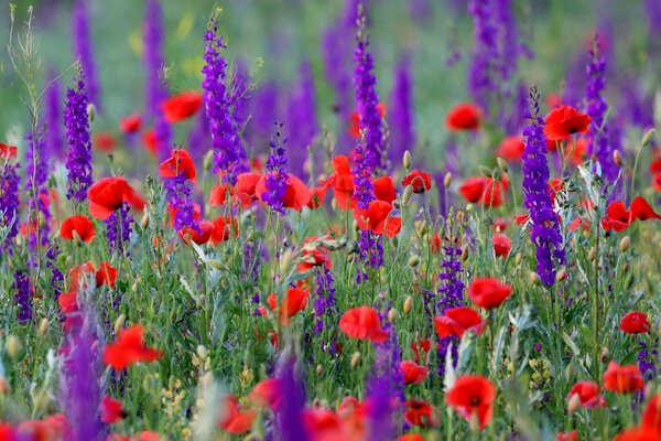 Das Feld der Mohnblumen. Schöne Wiese. Wunderschöne Natur