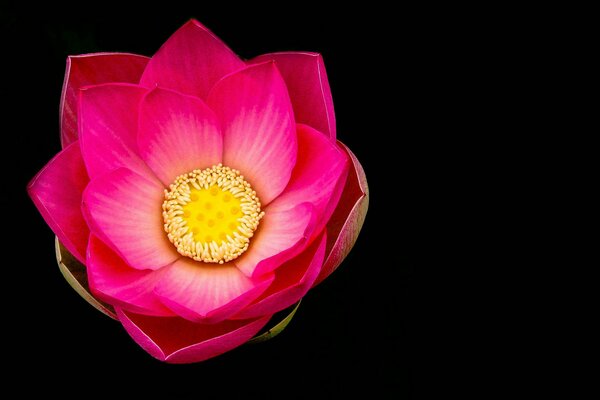 Fabulous lotus or water lily