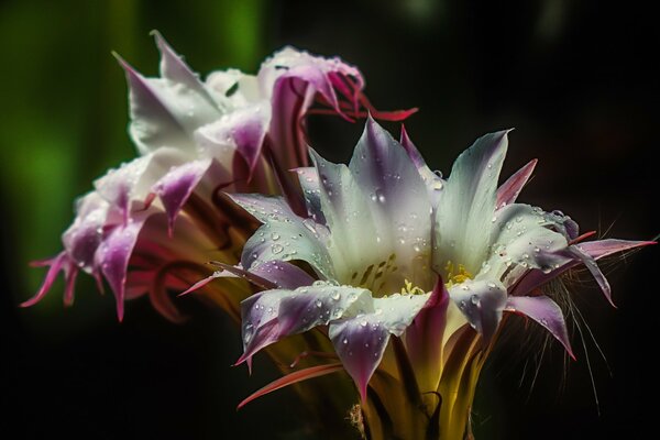 Cactus bloom pollen with water droplets