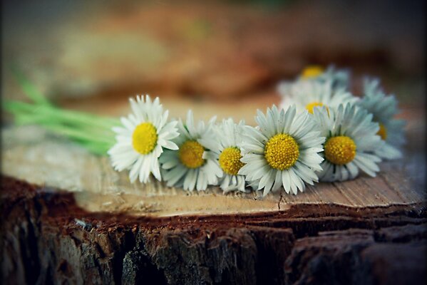 Delicate field daisies on a stump