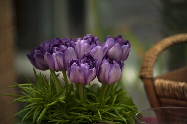 Photos of lilac tulips in focus