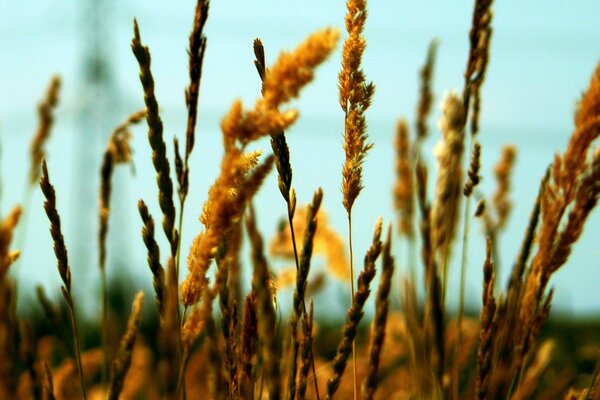 Macro photography of yellow ears on the field