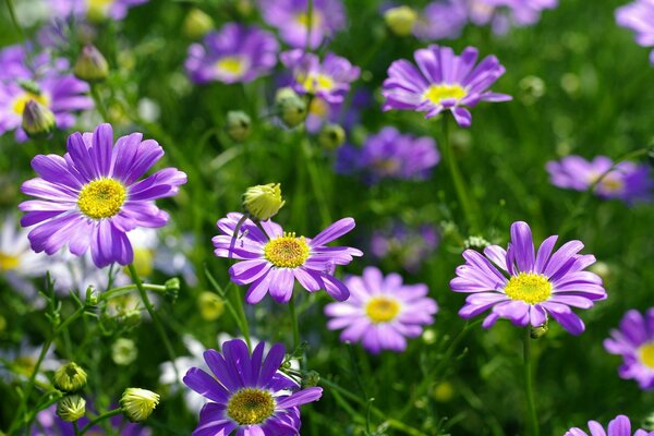 Campo di petali di calendula viola