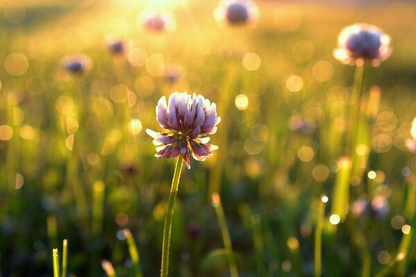 Fleur de trèfle dans les rayons de l aube