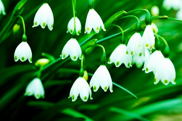 Die weiße Blume ist wie eine Glocke mit reichlich grünem Laub