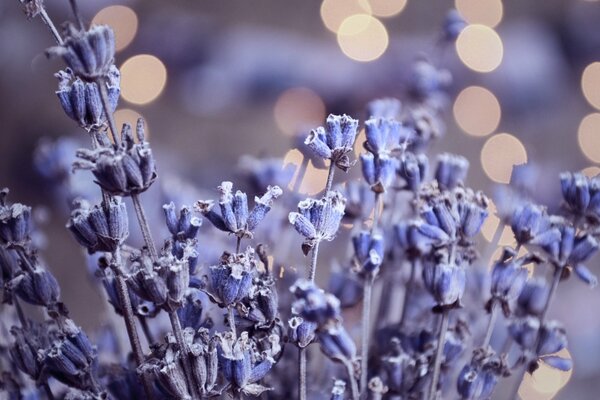 Lavender flowers, highlights from dew