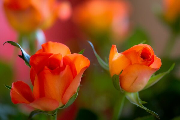 A pair of rosebuds with a blurry background