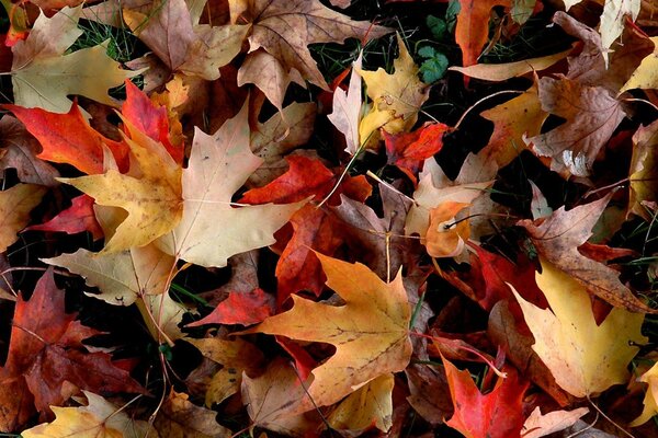 Fallen multicolored foliage in autumn