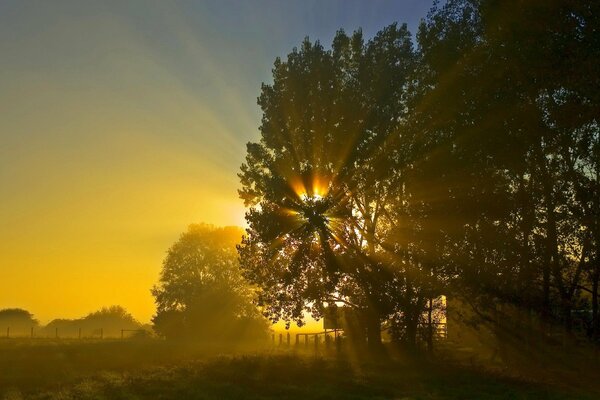 Alba che risveglia i raggi del sole attraverso gli alberi