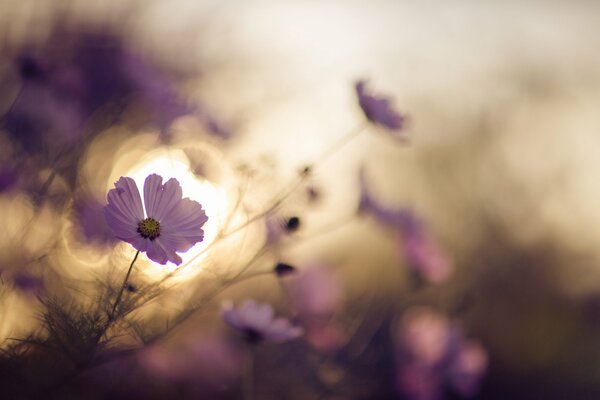 Macro photography of lilac flowers at sunset