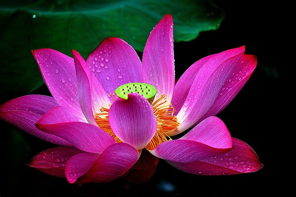 Petals of a blooming lotus with drops of water