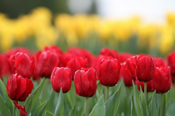 Fotos de tulipanes rojos brillantes