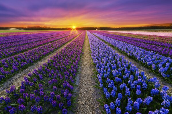 Campo primaverile e bellissimo tramonto