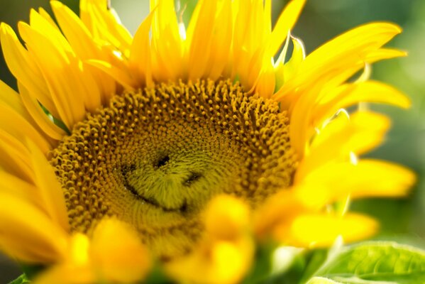 Tournesol lumineux avec un sourire