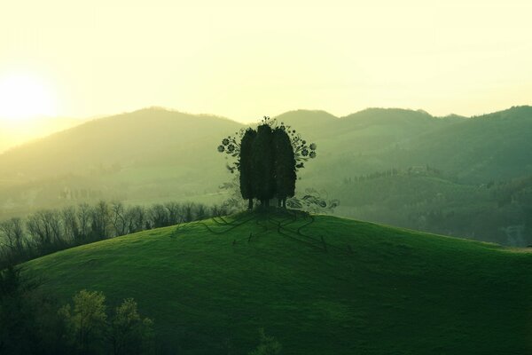 Figura. Campo, verde, fondo de pantalla