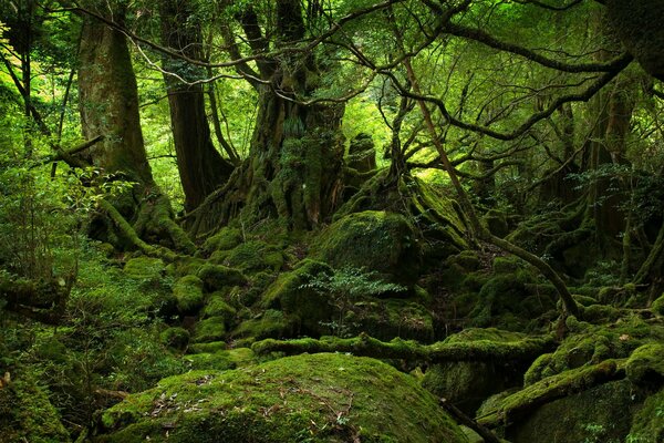 Tangled and moss-covered forgotten places