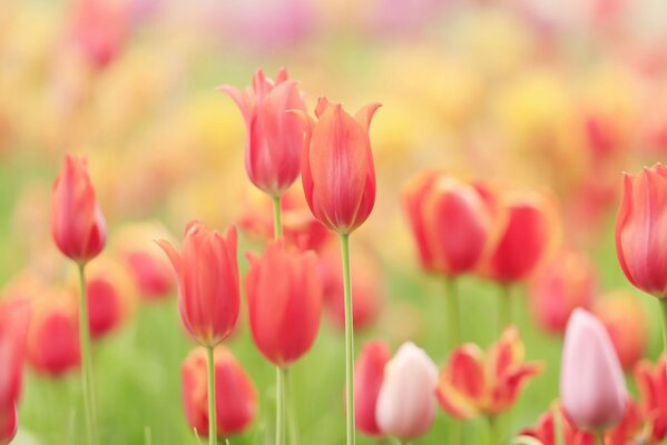 The summer meadow is dotted with delicate tulips