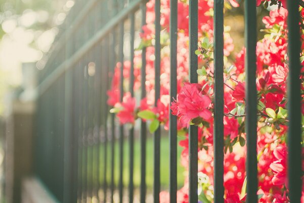 Red flowers behind a green fence. Blurred background