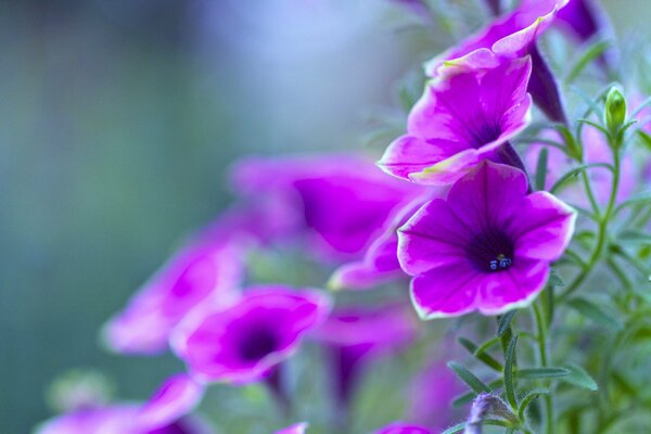 Raspberry petunia. Greens. Macro shooting. Blurred background