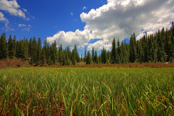 It is very beautiful and atmospheric in the field in summer