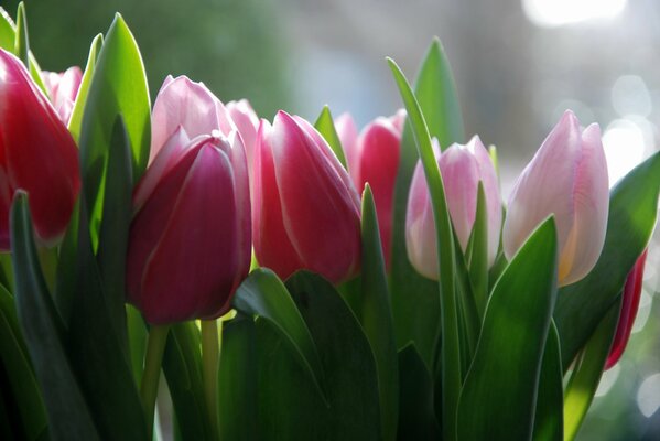 Fleurs de tulipes roses délicates