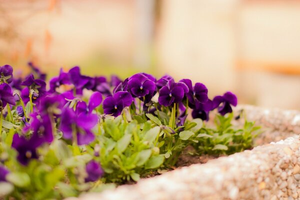 Violette Viola-Blüten im Blumenbeet