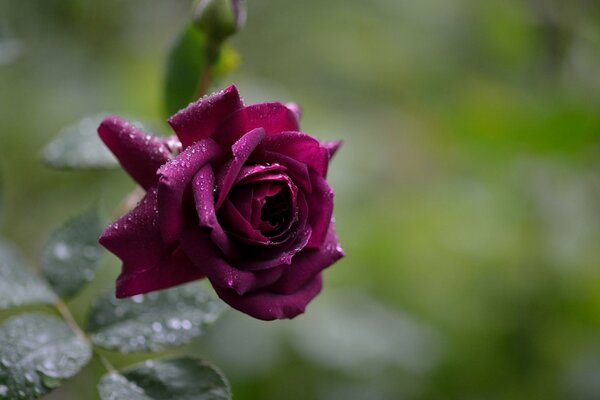 Morning dew on the rose