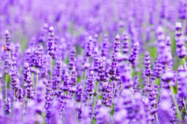 Champ de lavande humeur florale